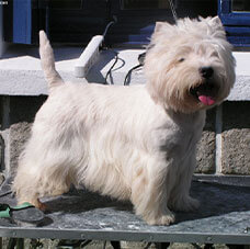 Chien blanc après toilettage