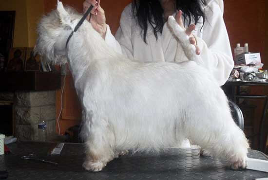 Chien blanc