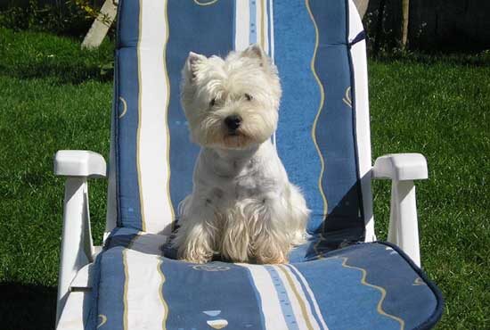 Chien blanc assis sur une chaise