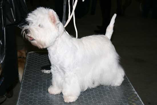 Chien blanc après toilettage