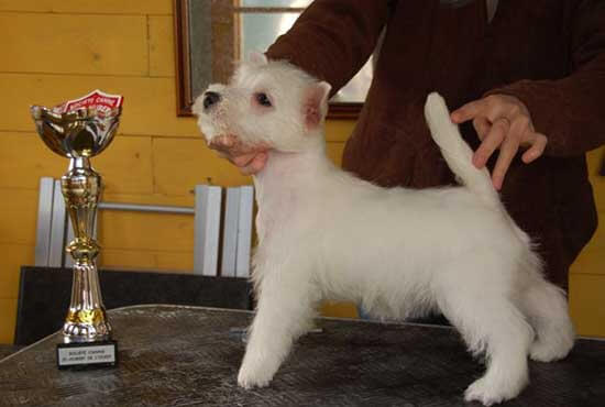 Chien blanc près d'une coupe