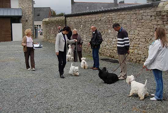 Différents chiens avec leur maître