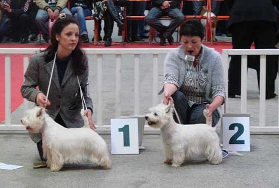 Deux chiens avec leur maître